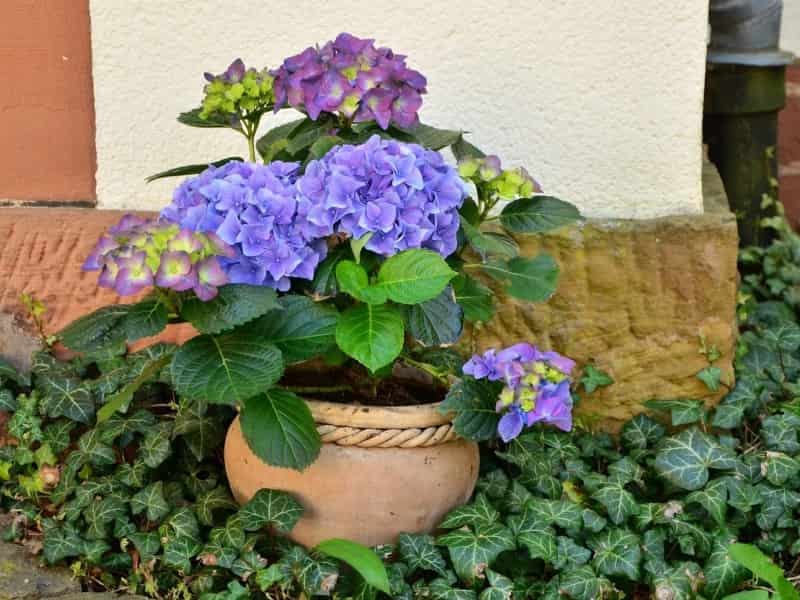 Kwiaty w donicach ogrodowych - jakie nie wymagają dużej pielęgnacji?