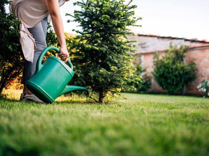 Przydomowa oczyszczalnia w małym ogrodzie - czy to się opłaca?