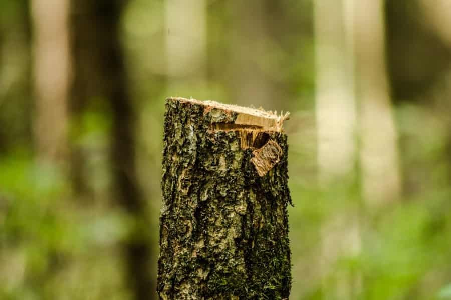 Wycinka drzewa na działce prywatnej - aktualne przepisy