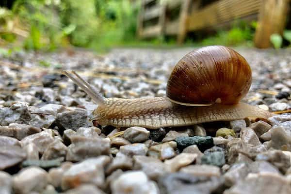 jak pozbyć się ślimaków w ogrodzie