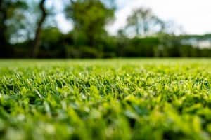 Jak utrzymać zielony trawnik?