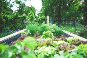 Mały ogródek warzywny - co i jak sadzić w ogrodzie?