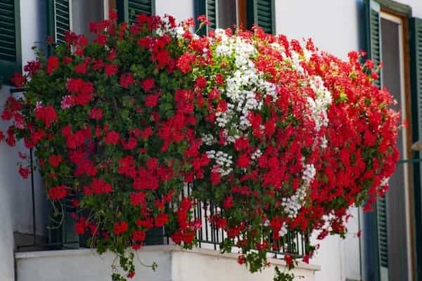 Uprawa pelargonii kaskadowej