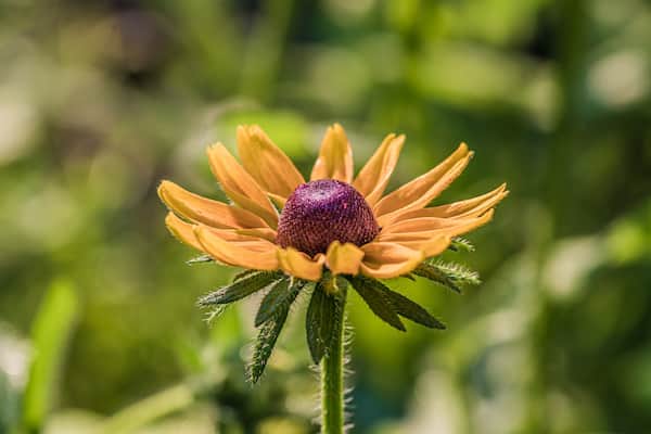 rudbekia do ogrodu