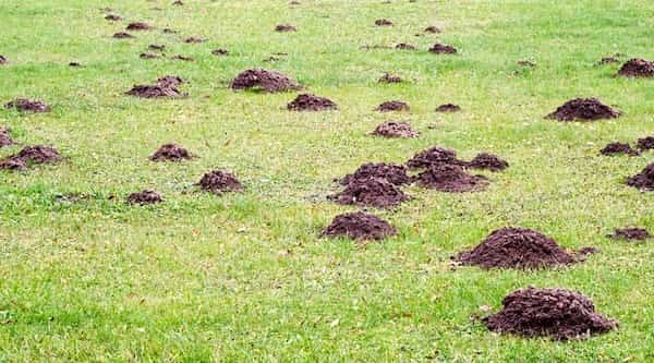 sposoby na krety w ogrodzie