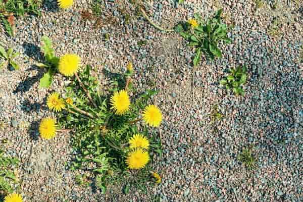 Skuteczne sposoby walki z chwastami na trawniku