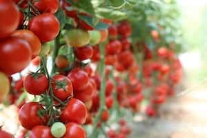 Uprawa pomidorów w ogrodzie - na co zwrócić szczególną uwagę?