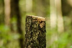Wycinka drzewa na działce prywatnej - aktualne przepisy